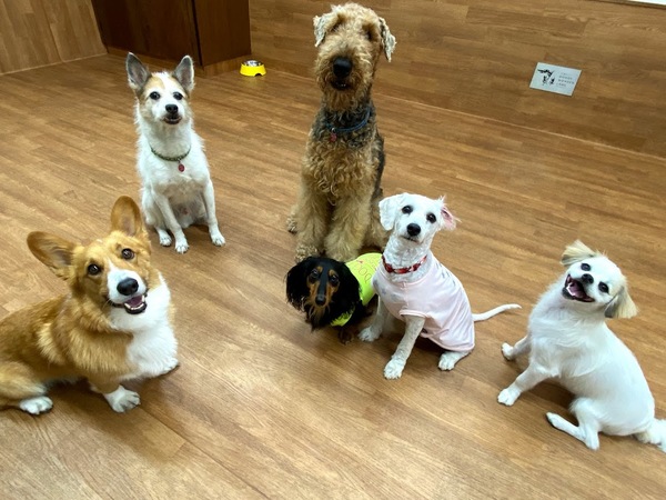 千葉市「犬の保育園」インターンシップ＆アルバイト募集/千葉県千葉市中央区